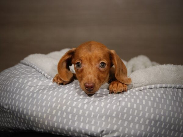 Dachshund DOG Female 17959 Petland Iowa City, Iowa