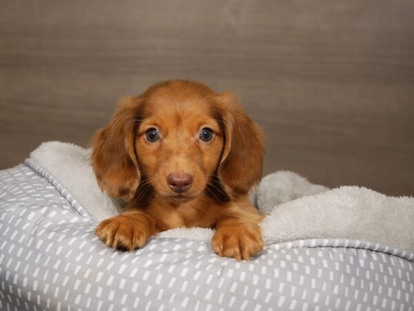 Dachshund DOG Male 17960 Petland Iowa City, Iowa