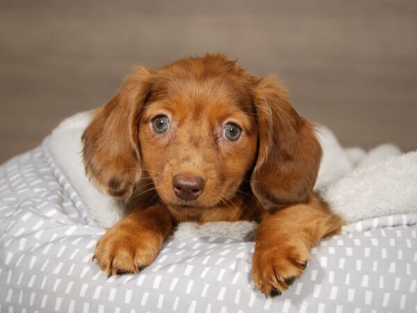 Dachshund DOG Female 17961 Petland Iowa City, Iowa