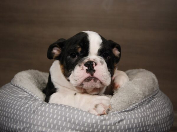 English Bulldog DOG Male Black/Tan/White Tri 17962 Petland Iowa City, Iowa