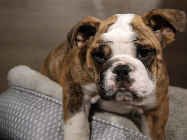 English Bulldog-DOG-Male-Reverse Brindle-17963-Petland Iowa City, Iowa