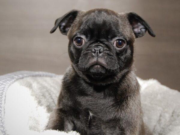 Pug DOG Female Gray 17964 Petland Iowa City, Iowa