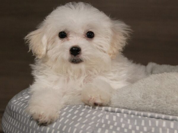 Bichon Frise DOG Female White 17965 Petland Iowa City, Iowa