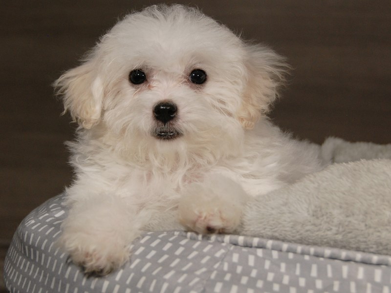 Bichon Frise Dog Female White 17965