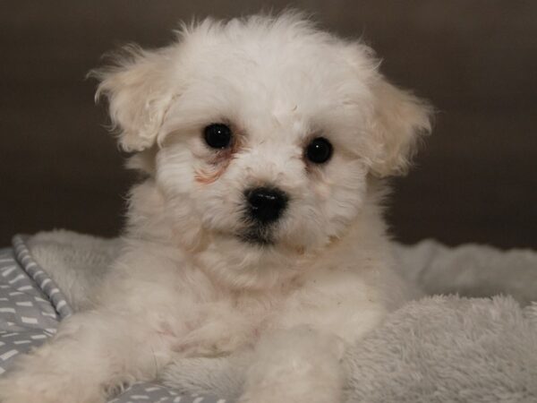 Bichon Frise-DOG-Male-White-17966-Petland Iowa City, Iowa