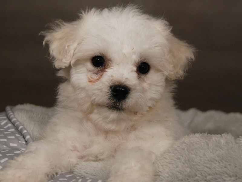 Bichon Frise Dog Male White 17966