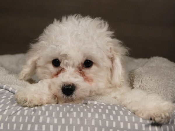 Bichon Frise DOG Male White 17967 Petland Iowa City, Iowa