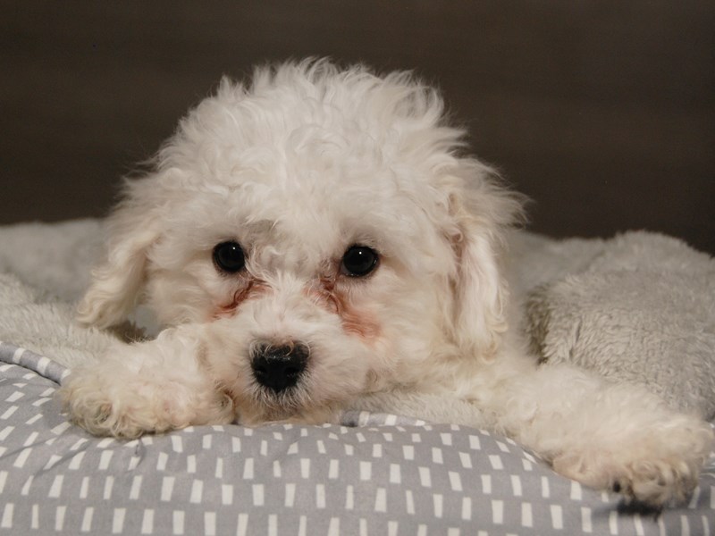 How Do You Keep A Bichon Frise White