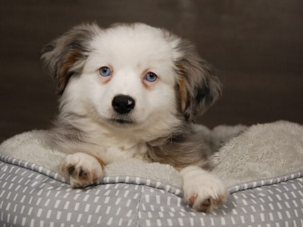 Australian Shepherd DOG Female bl tn & wh 17968 Petland Iowa City, Iowa