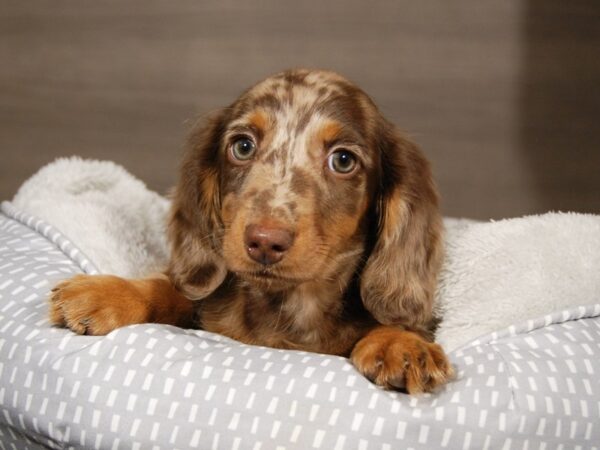 Dachshund DOG Male chlt dpl 17969 Petland Iowa City, Iowa