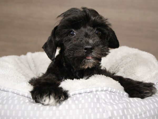 Mini Schnauzer-DOG-Female-blk tn & wh-17970-Petland Iowa City, Iowa