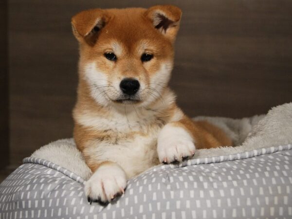 Shiba Inu DOG Male rd & wht 17971 Petland Iowa City, Iowa