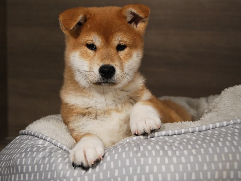 Shiba Inu Dog Male rd & wht 17971
