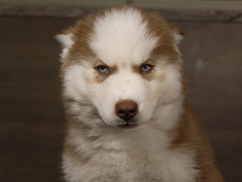 Siberian Husky Dog Male rd & wh 17972