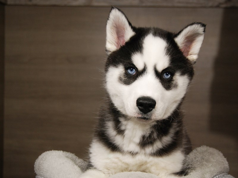 Siberian Husky Dog Female blk & wh 17973