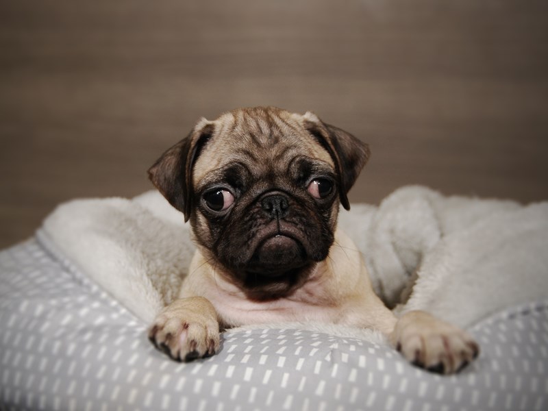 Pug Dog Female Fawn 17884