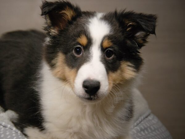 Shetland Sheepdog DOG Female Tri-Colored 17974 Petland Iowa City, Iowa