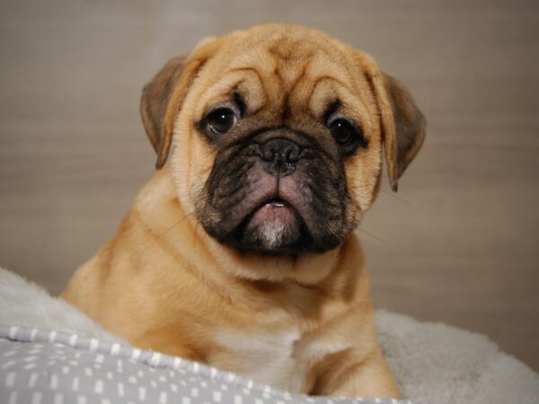 Bulldog DOG Male Fawn 17976 Petland Iowa City, Iowa