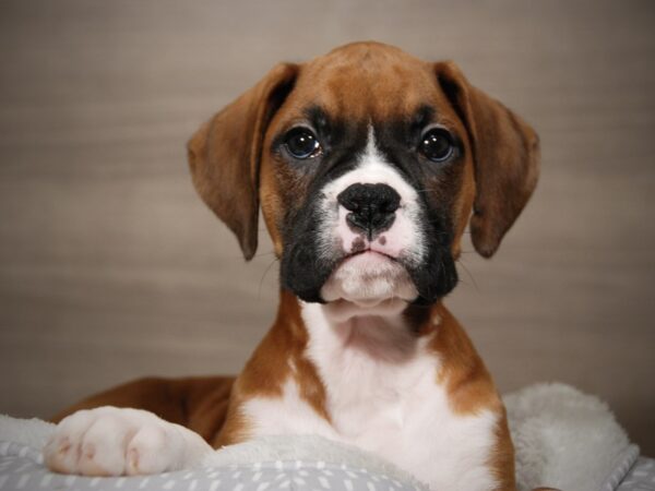 Boxer DOG Male rd, wh mkgs 17978 Petland Iowa City, Iowa