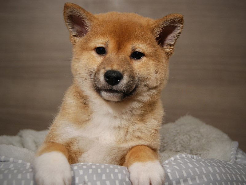 Shiba Inu Dog Female rd & wh 17979