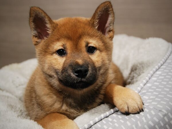 Shiba Inu DOG Male rd & wh 17980 Petland Iowa City, Iowa