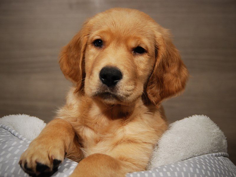 Golden Retriever Dog Male lt gldn 17982