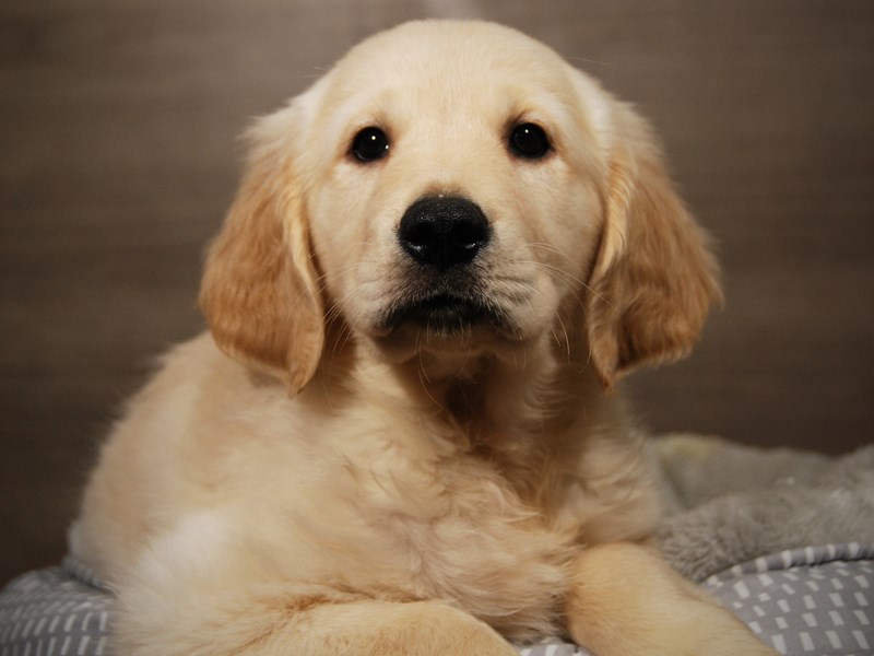 Golden Retriever Dog Male lt gldn 17983
