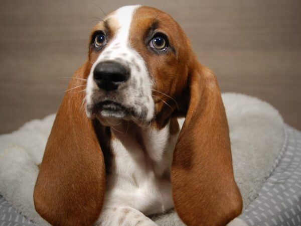 Basset Hound DOG Male Red / White 17984 Petland Iowa City, Iowa