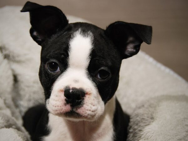 Boston Terrier DOG Female Black / White 17985 Petland Iowa City, Iowa