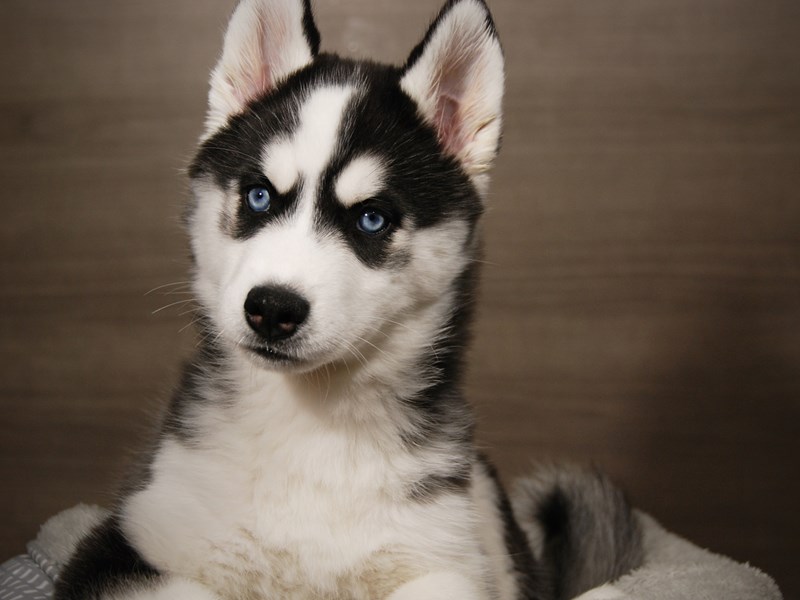 Siberian Husky Dog Female Black / White 17987