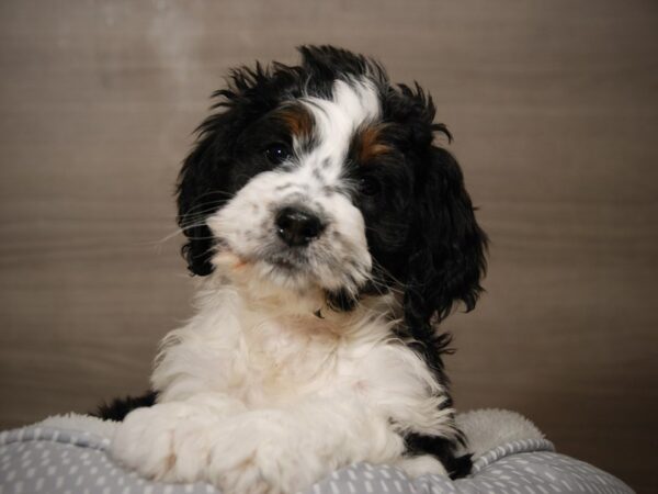 Bernadoodle-DOG-Female-Black Tan / White-17988-Petland Iowa City, Iowa