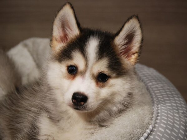 Pomsky DOG Male Gray / White 17989 Petland Iowa City, Iowa