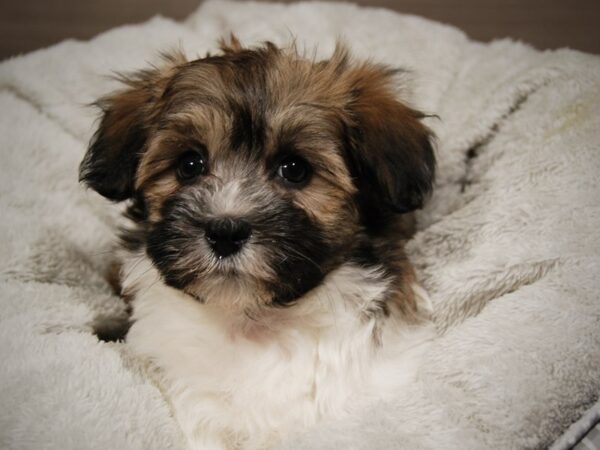 Havanese DOG Male 17990 Petland Iowa City, Iowa