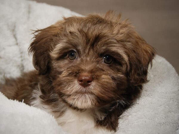 Havanese DOG Male 17991 Petland Iowa City, Iowa