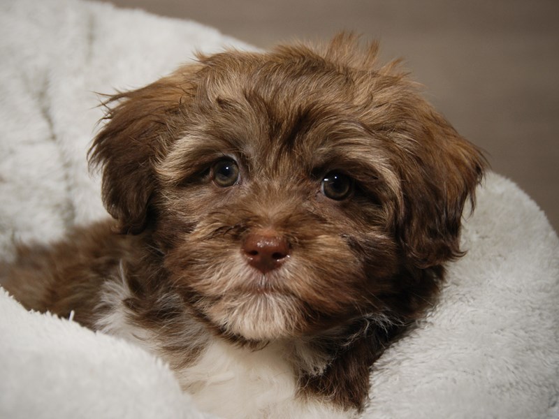 Havanese Dog Male 17991