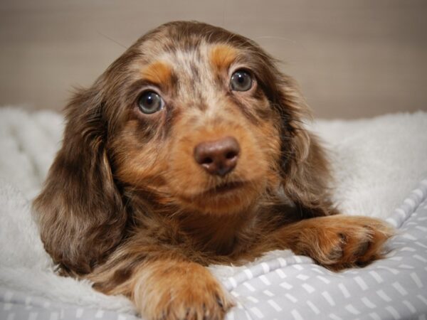 Dachshund DOG Male 17992 Petland Iowa City, Iowa