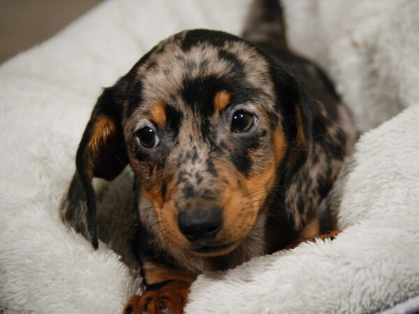 Dachshund DOG Male 17993 Petland Iowa City, Iowa