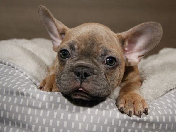 French Bulldog DOG Male Blue Fawn 17994 Petland Iowa City, Iowa