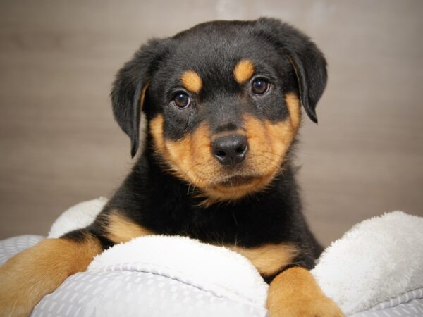 Rottweiler-DOG-Male-Black / Tan-17995-Petland Iowa City, Iowa