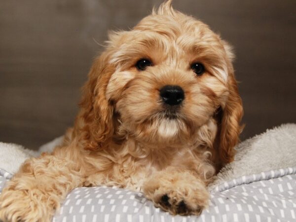 Cavachon DOG Male Red / White 17996 Petland Iowa City, Iowa