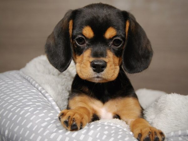 Beagle/Cavalier King Charles Spaniel-DOG-Female-Black Tan / White-17997-Petland Iowa City, Iowa