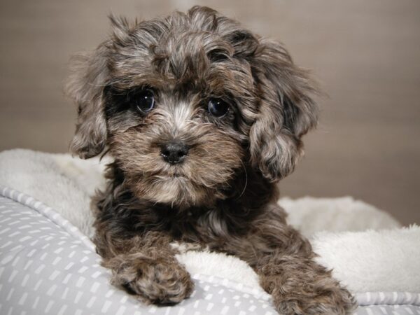 Cavapoo-DOG-Female-Blue Merle-17998-Petland Iowa City, Iowa