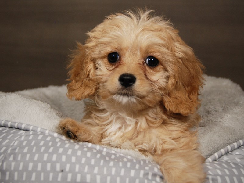 Cavapoo Dog Female rd 18001