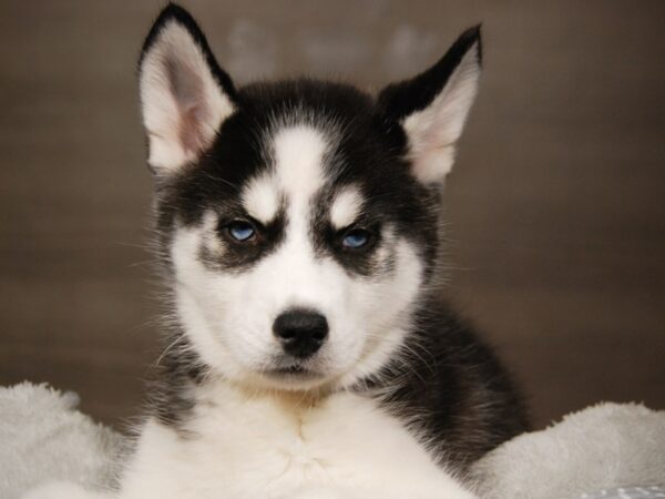 Siberian Husky DOG Female Blk & Wh 18002 Petland Iowa City, Iowa