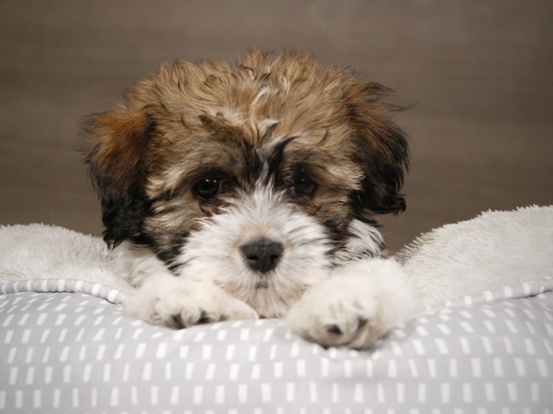 Havanese Dog Male 18005