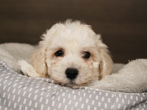 Bichapoo-DOG-Male--18006-Petland Iowa City, Iowa