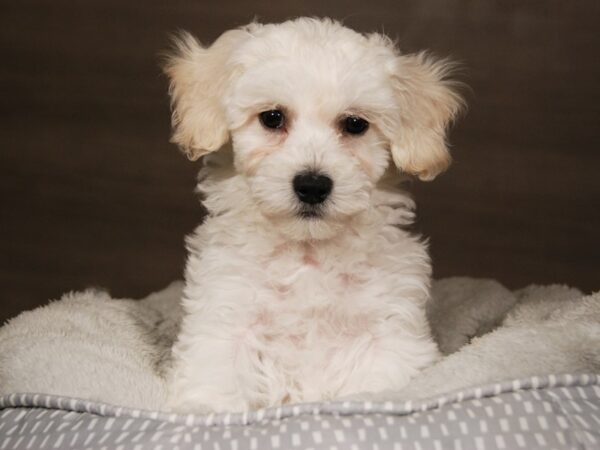 Bichapoo-DOG-Male--18007-Petland Iowa City, Iowa