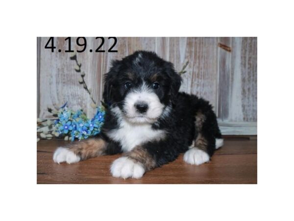 Bernadoodle-DOG-Male-Tri-Colored-18019-Petland Iowa City, Iowa