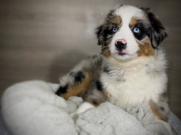 Australian Shepherd-DOG-Male-Blue Merle-18015-Petland Iowa City, Iowa