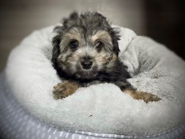 Australian Shepherd/Poodle-DOG-Female-Black / Tan-18021-Petland Iowa City, Iowa